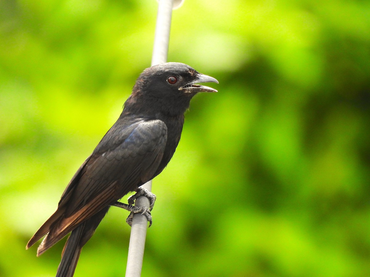 drongo černý - ML642328188