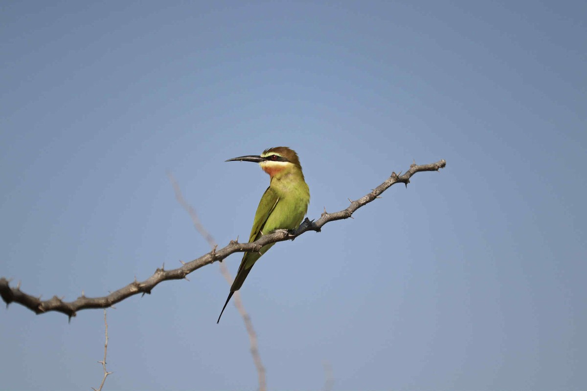 Olive Bee-eater - ML642328190
