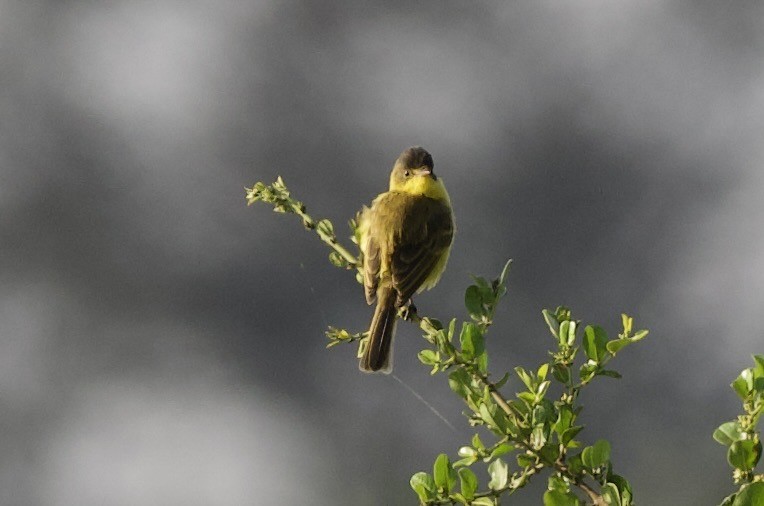 African Yellow-Warbler - ML642328223