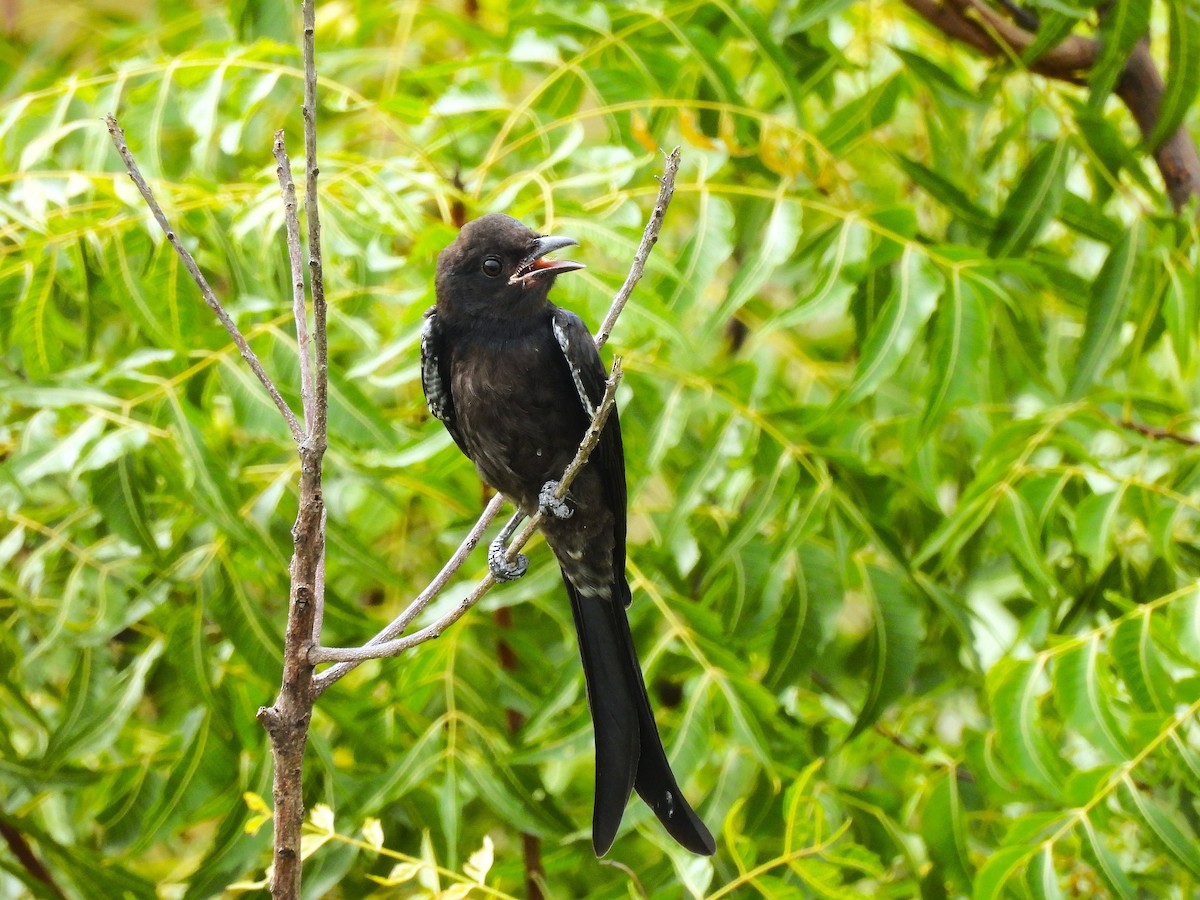 drongo černý - ML642328226