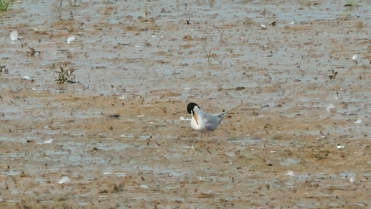 Little Tern - ML642328231
