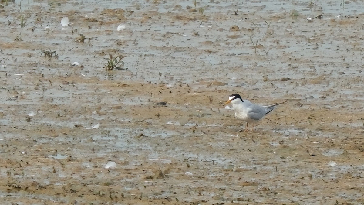 Little Tern - ML642328232