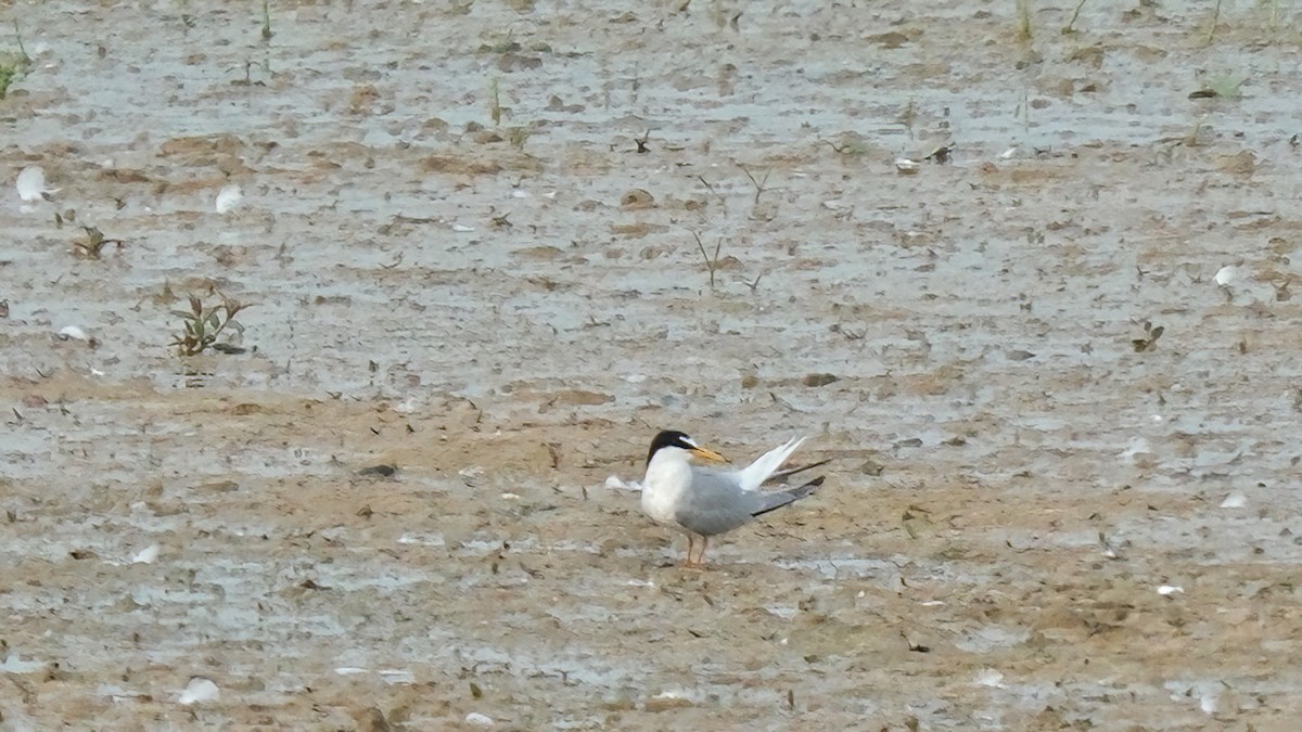 Little Tern - ML642328233