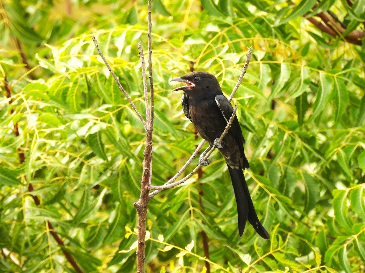 drongo černý - ML642328261