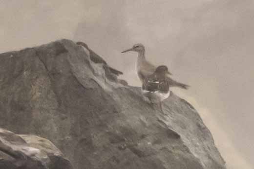 Wandering Tattler - ML642328269