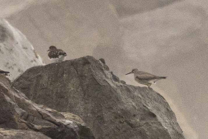 Wandering Tattler - ML642328270