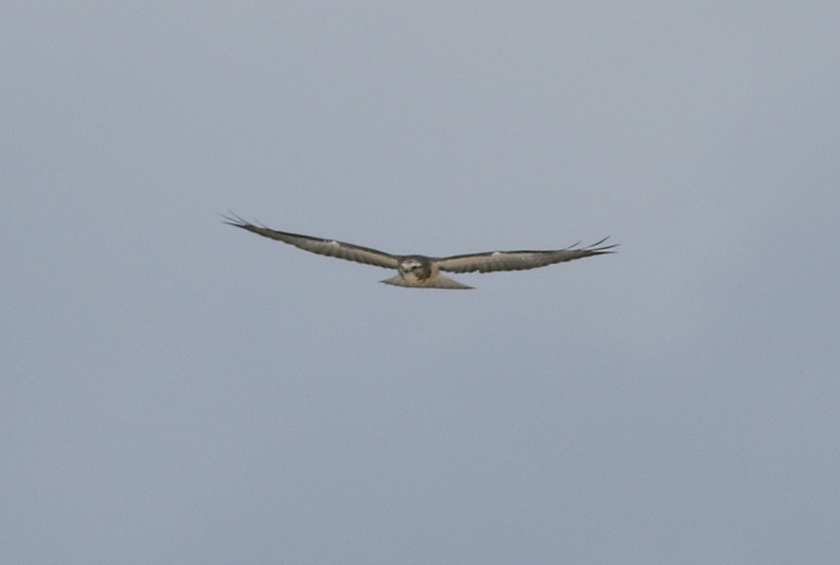 Swainson's Hawk - ML642328271