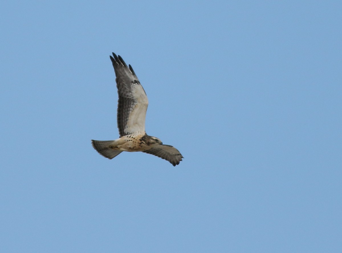Swainson's Hawk - ML642328272