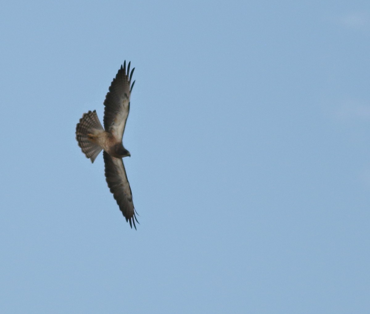 Swainson's Hawk - ML642328273