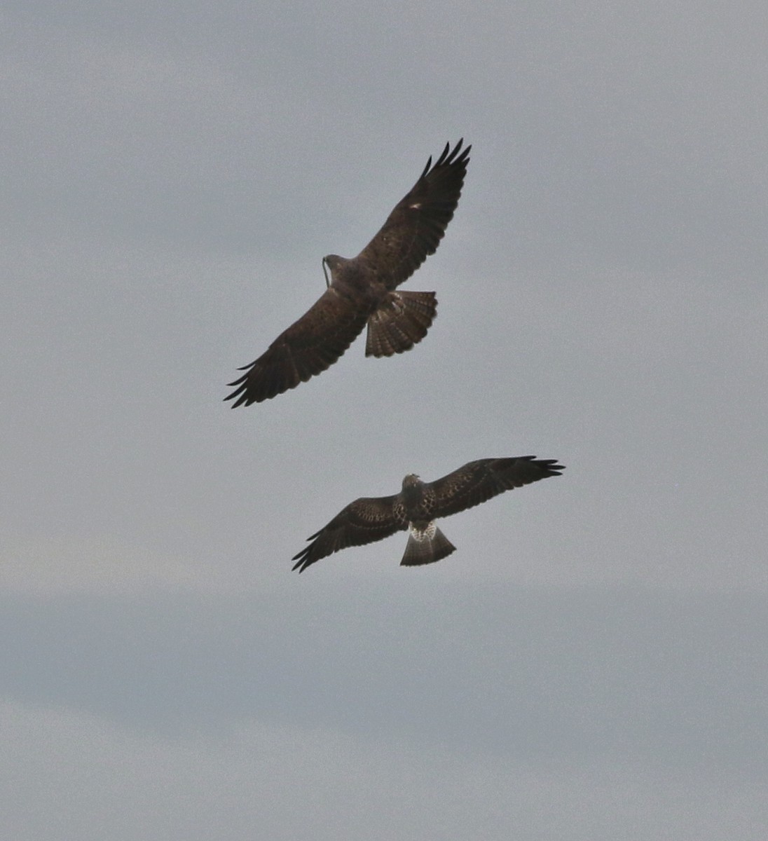 Swainson's Hawk - ML642328274