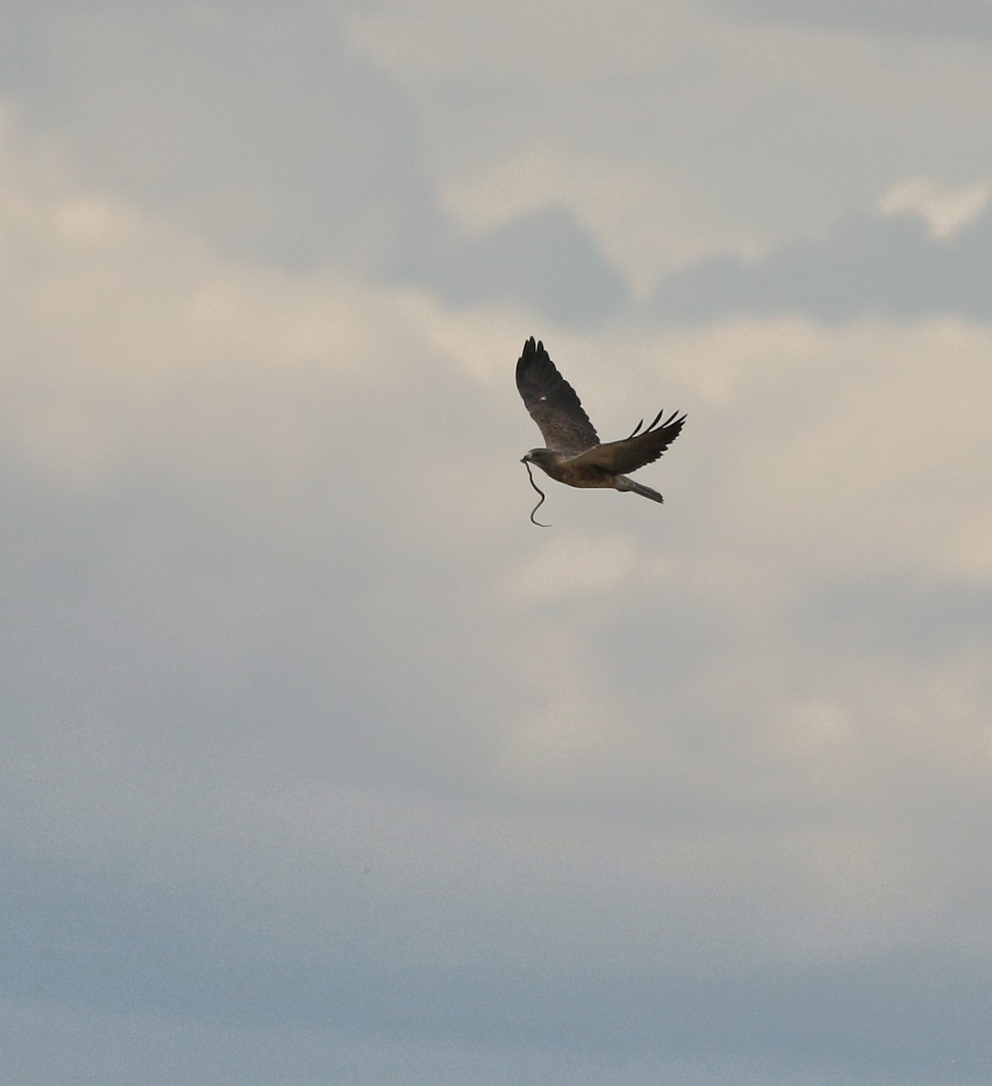 Swainson's Hawk - ML642328275