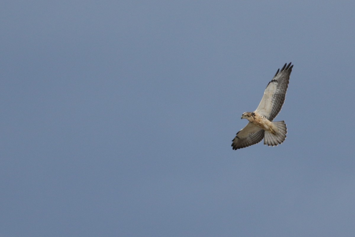 Swainson's Hawk - ML642328277