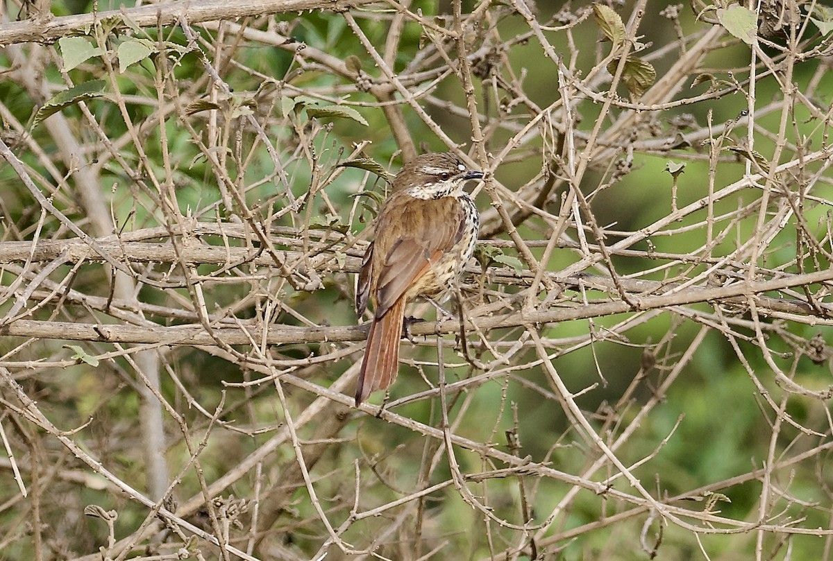 Spotted Morning-Thrush - ML642328294