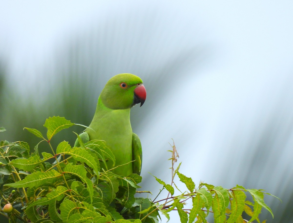 Rose-ringed Parakeet - ML642328332