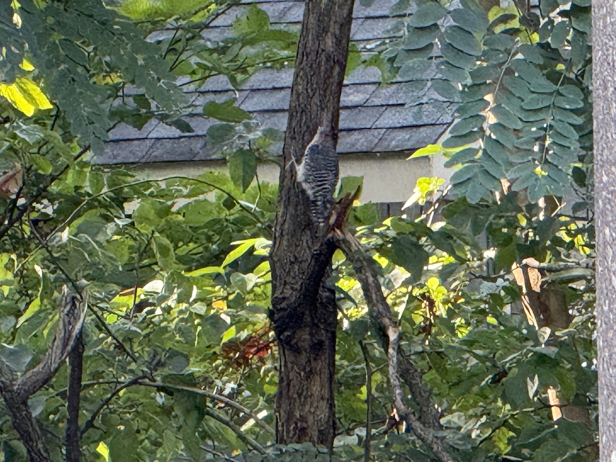 Red-bellied Woodpecker - ML642328354