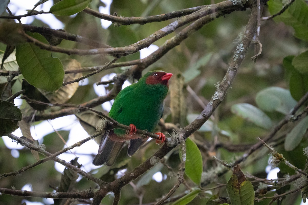 Grass-green Tanager - ML642328361