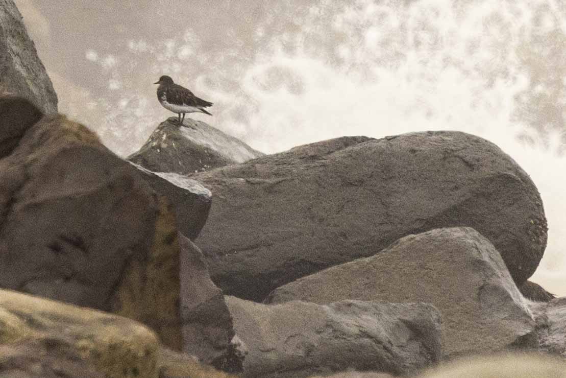 Black Turnstone - ML642328378