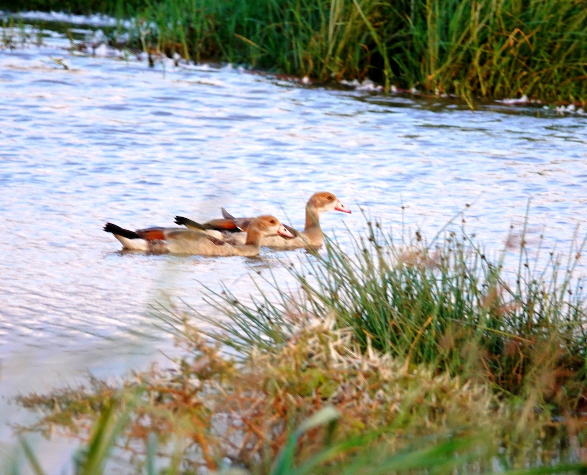 Egyptian Goose - ML642328437