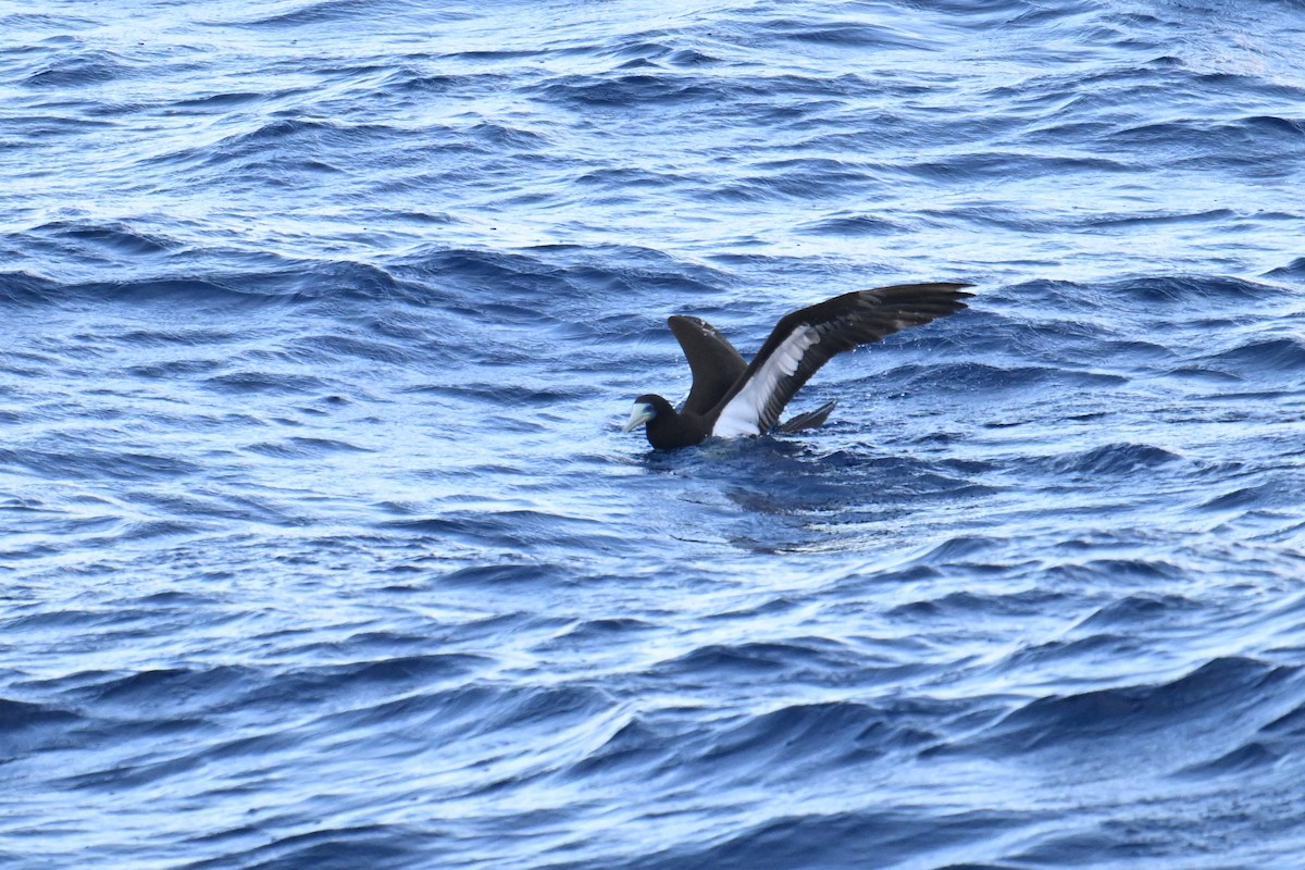 Brown Booby - ML642328464