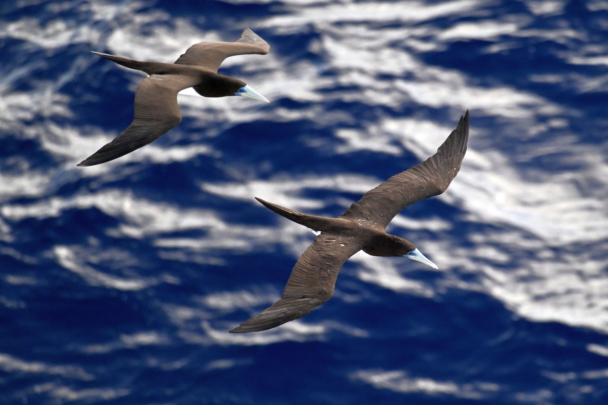 Brown Booby - ML642328465