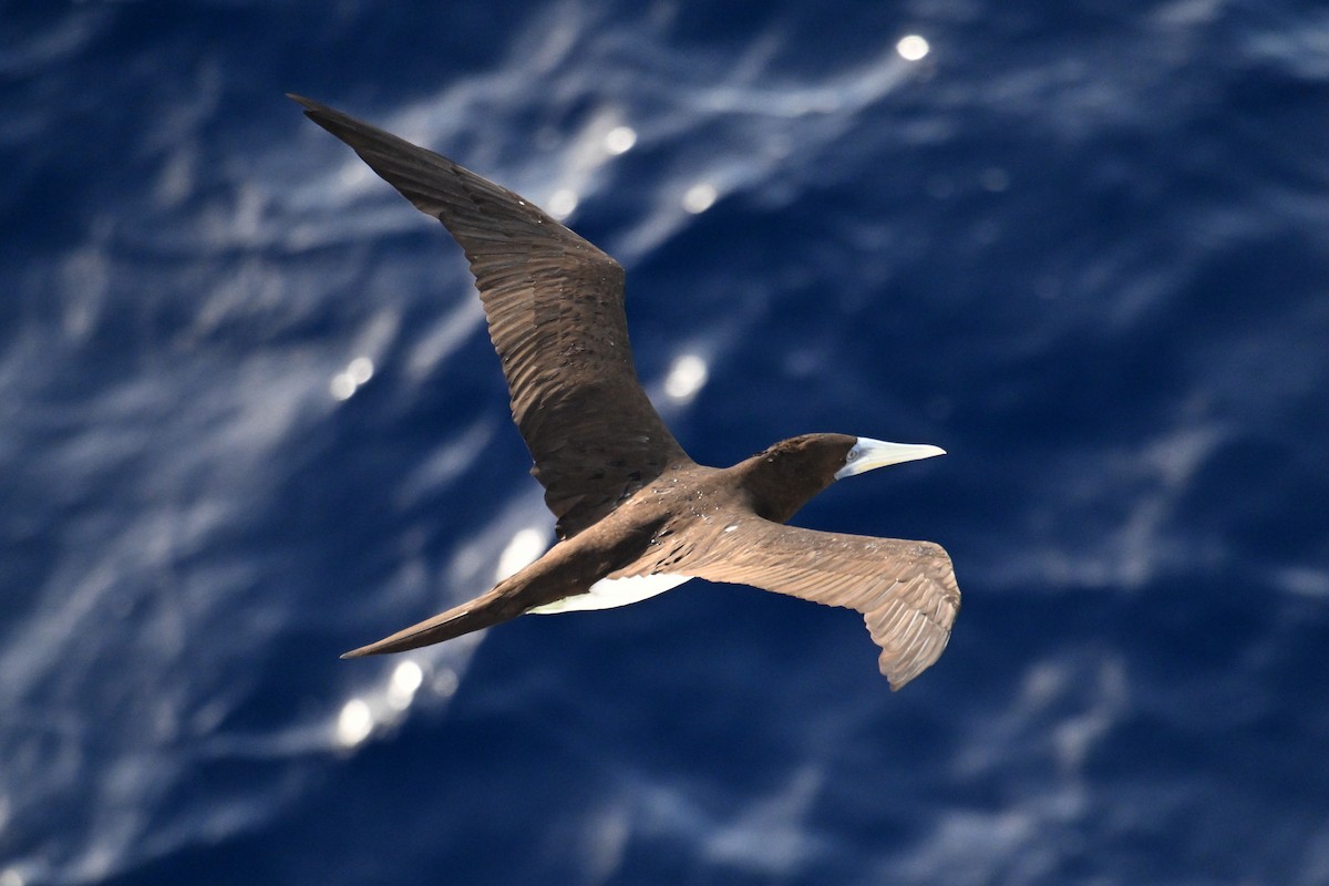 Brown Booby - ML642328466
