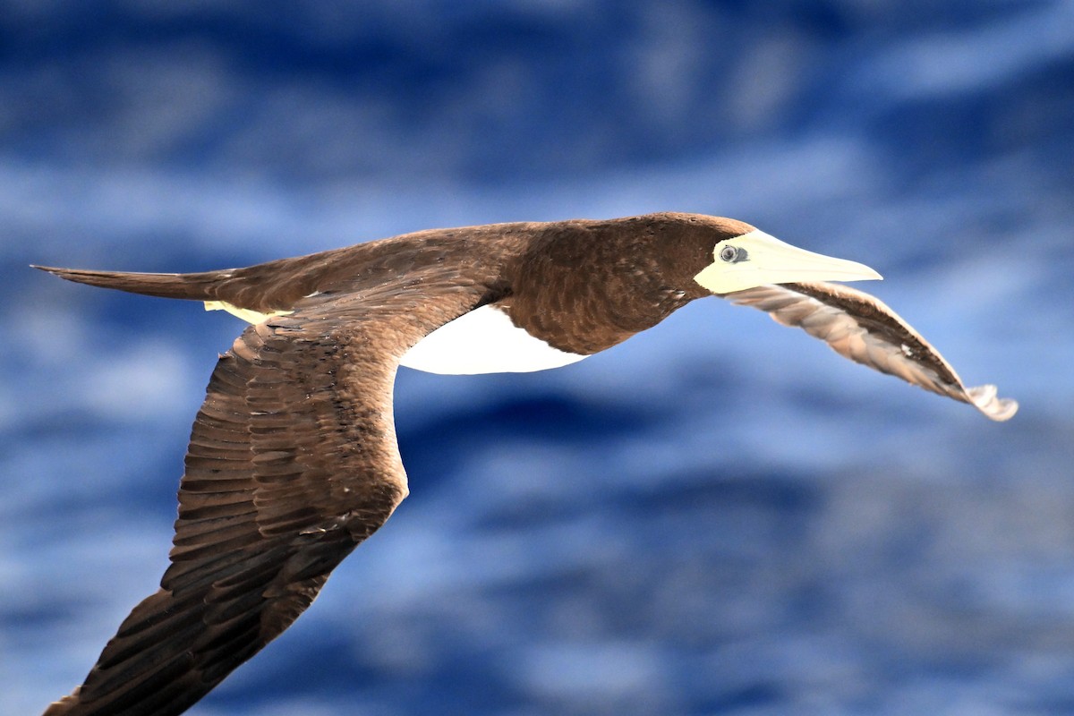 Brown Booby - ML642328467