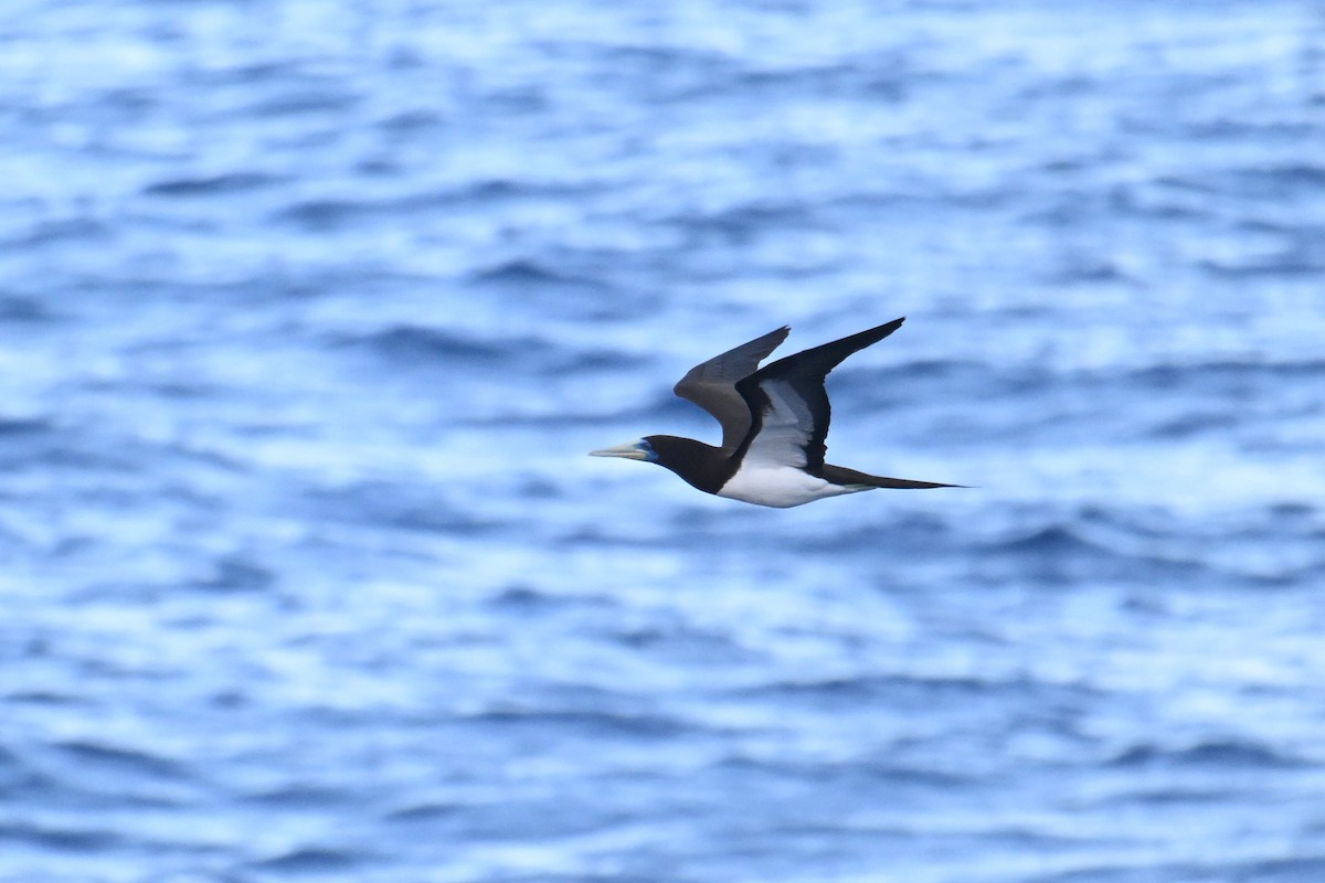 Brown Booby - ML642328468