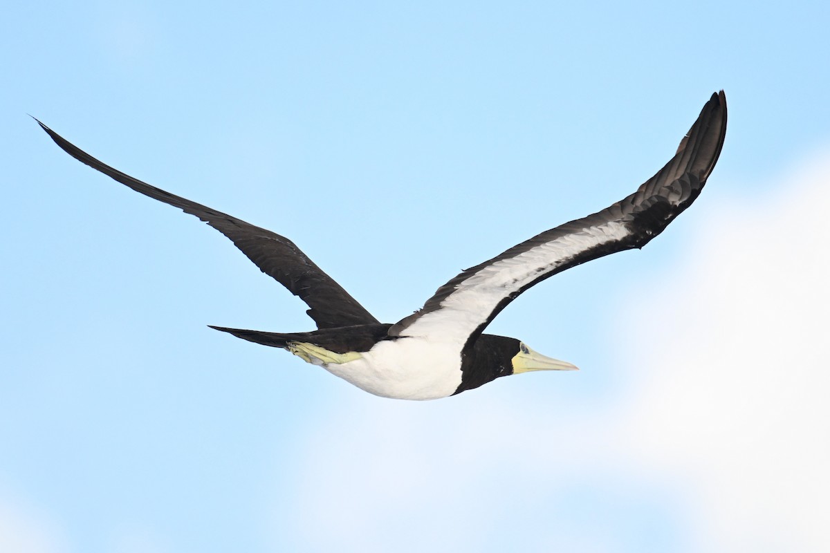 Brown Booby - ML642328469