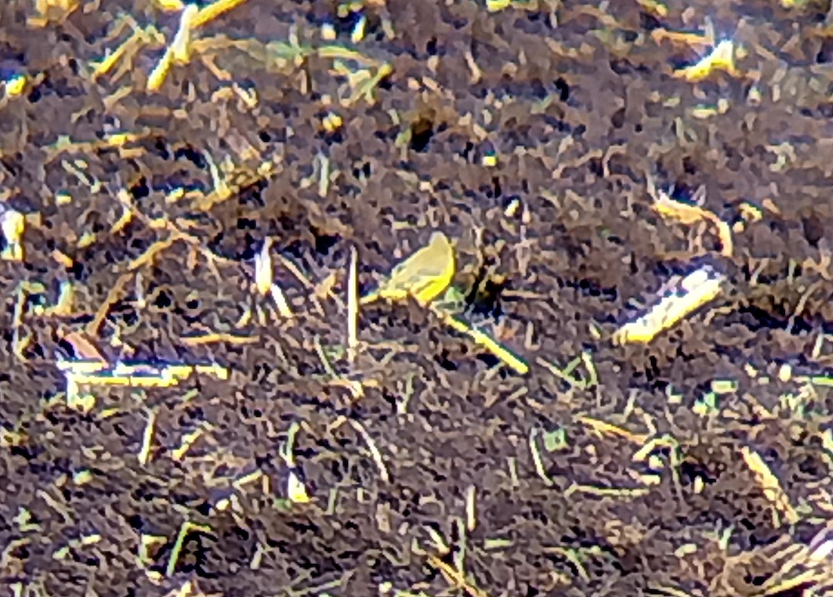 Western Yellow Wagtail - ML642328476