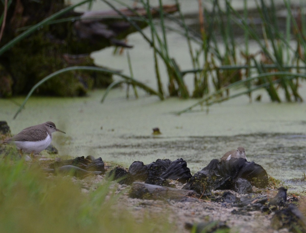 Spotted Sandpiper - ML642328525
