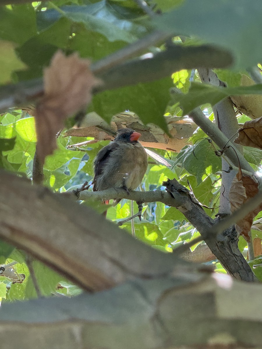 Cardinal rouge - ML642328538