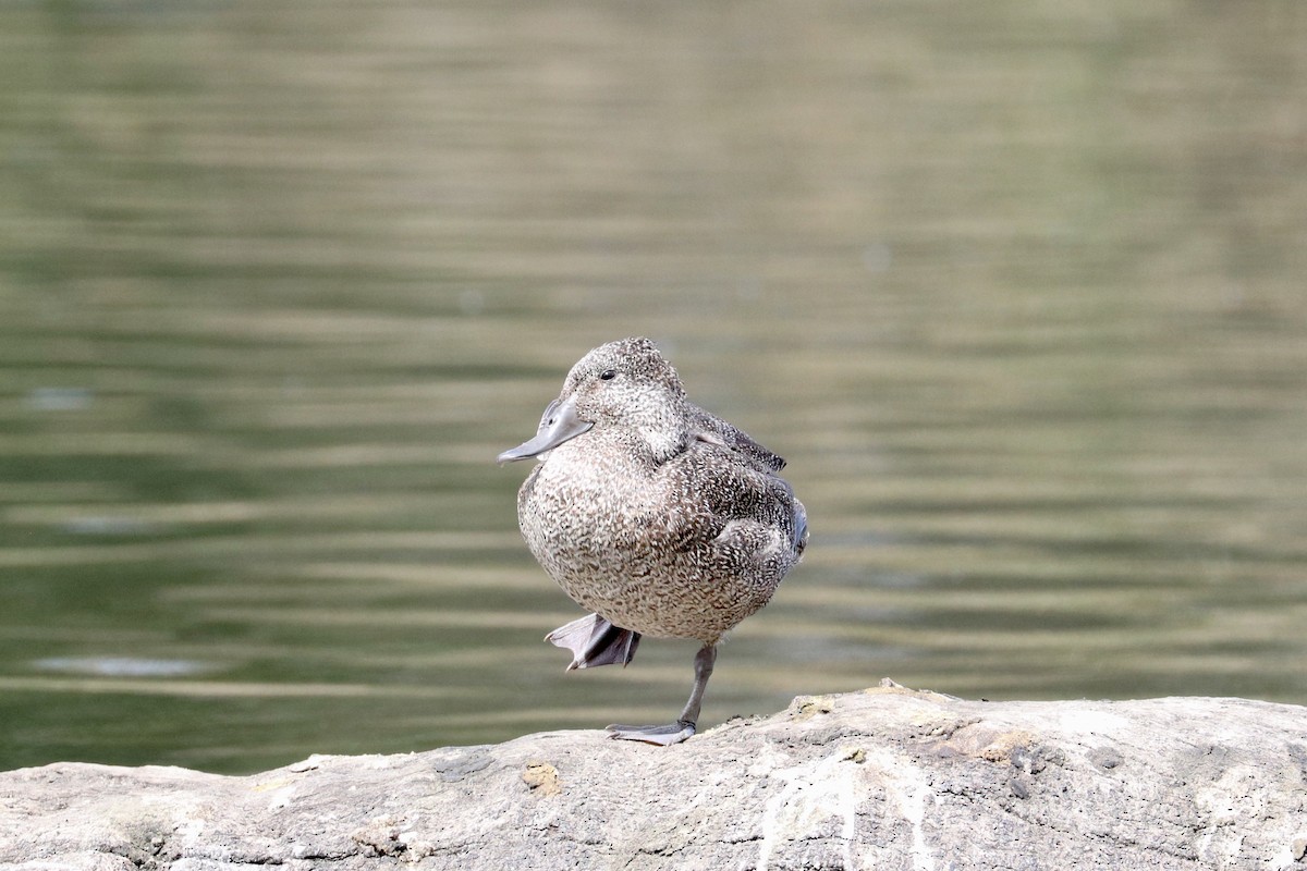 Freckled Duck - ML642328539