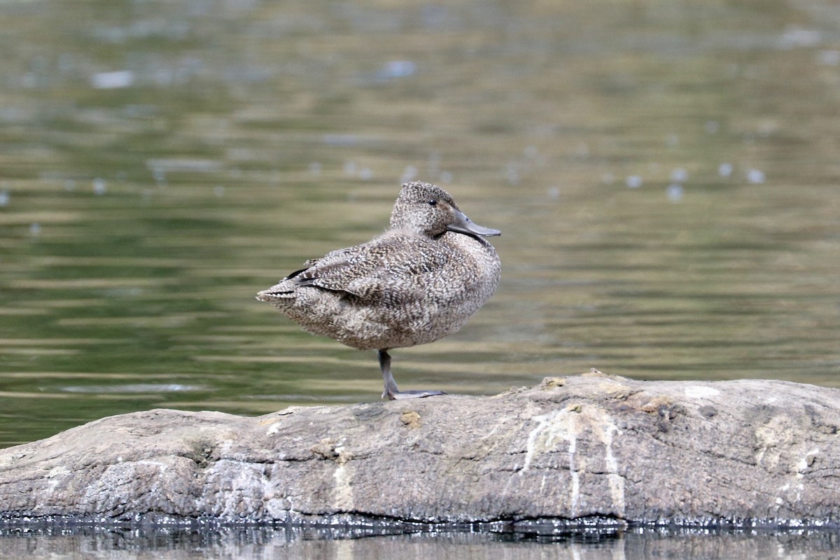 Freckled Duck - ML642328540