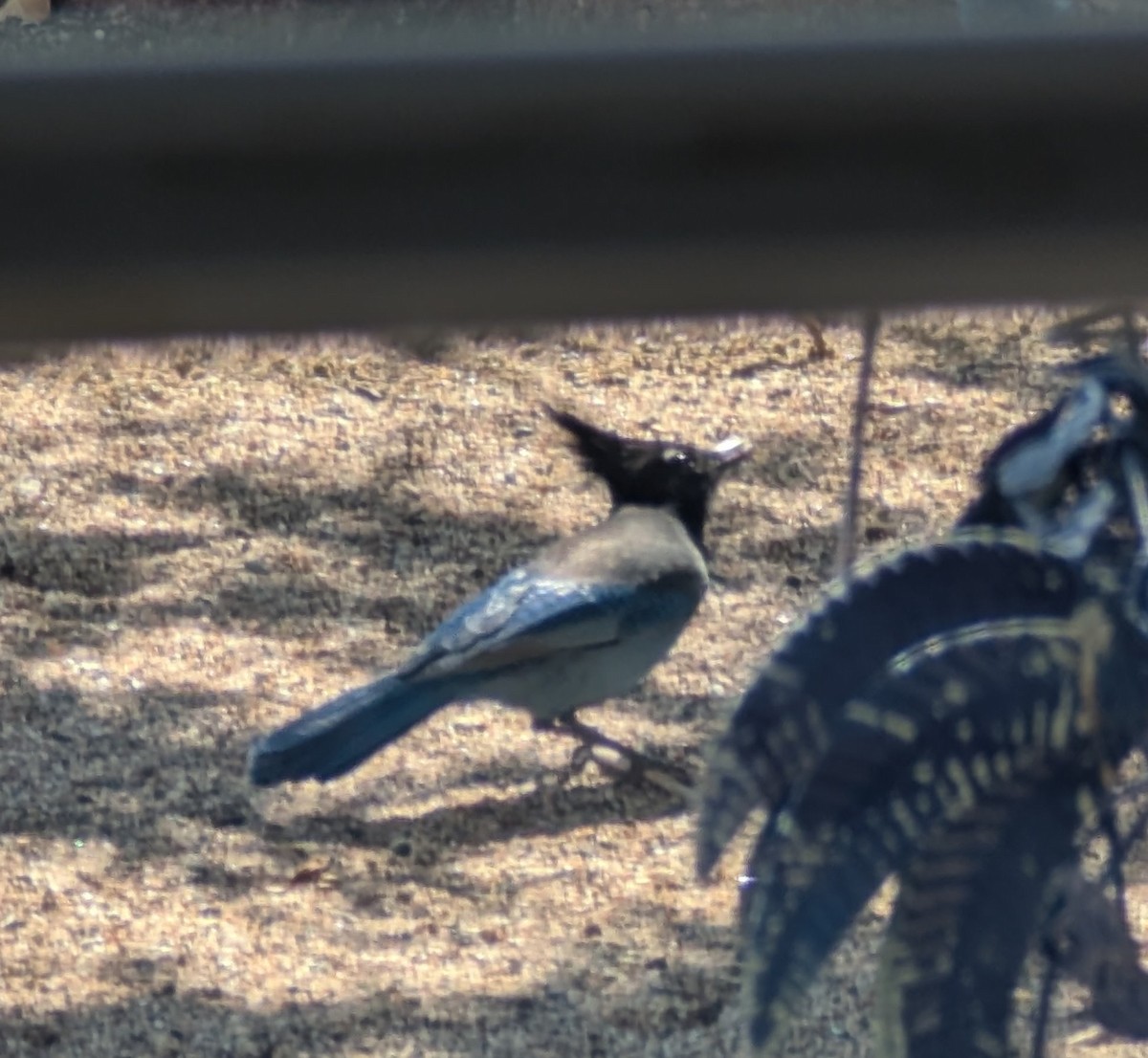 Steller's Jay - ML642328555