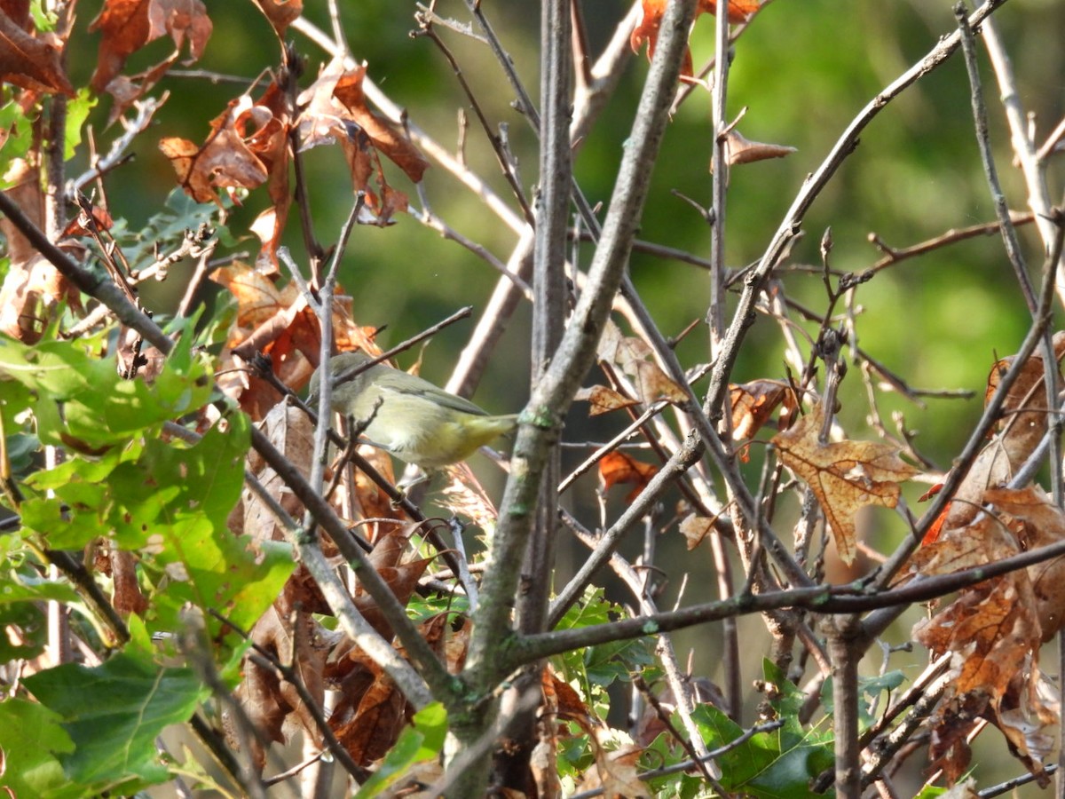 Orange-crowned Warbler - ML642328559