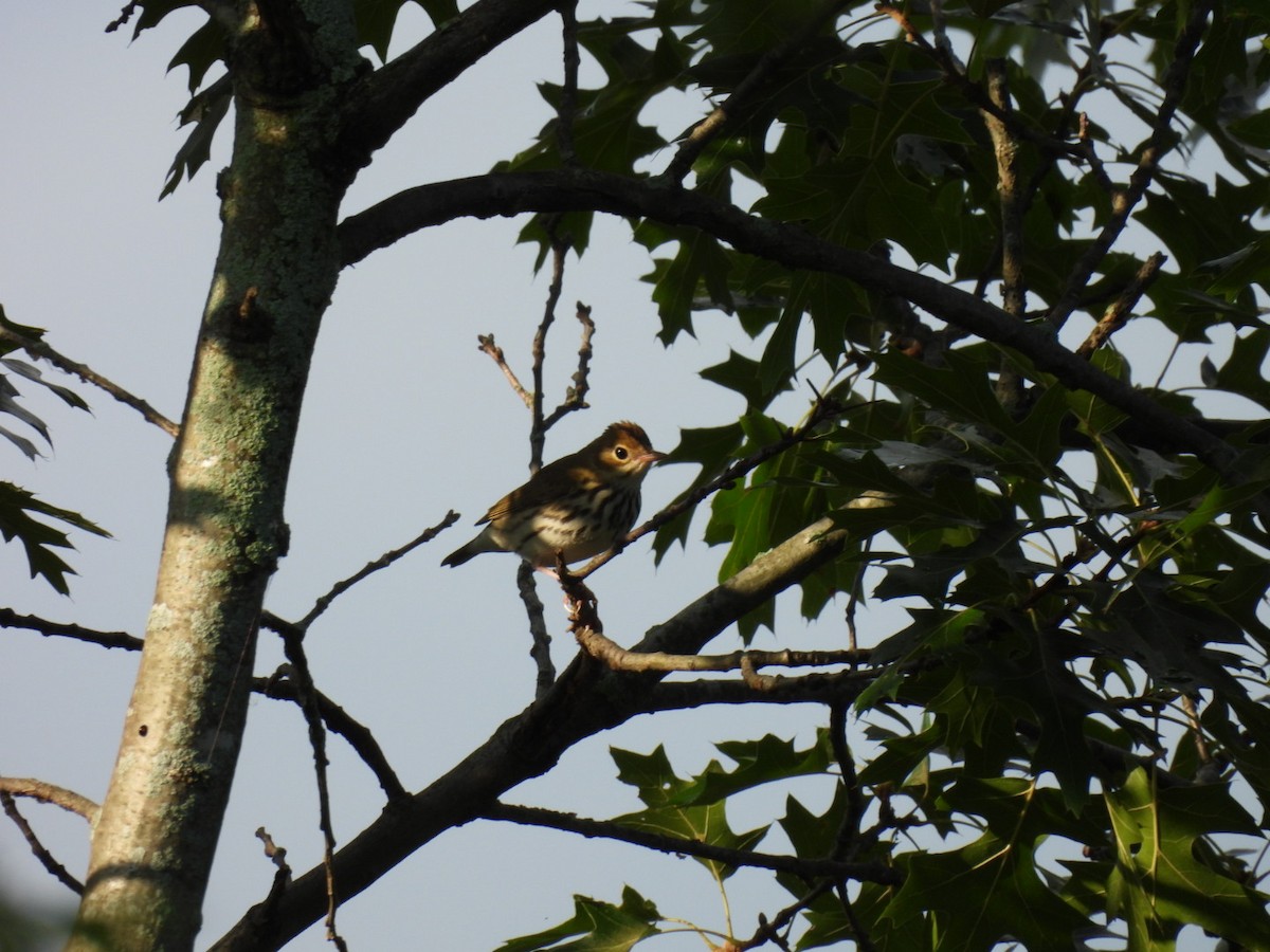 カマドムシクイ - ML642328627