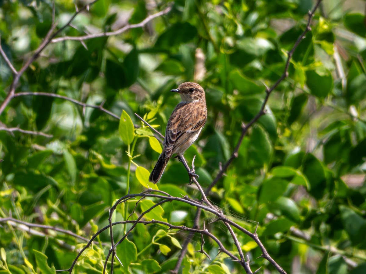 Siberian Stonechat - ML642328678
