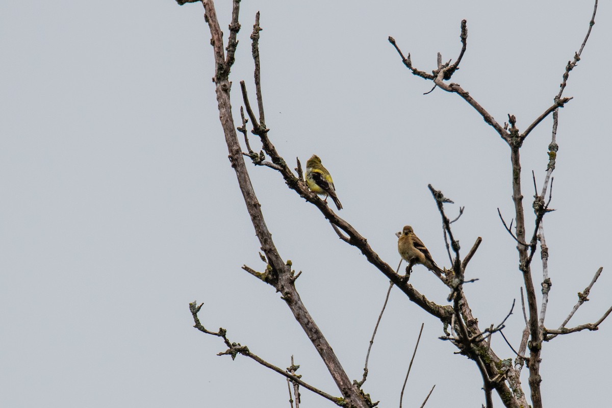 American Goldfinch - ML642328688