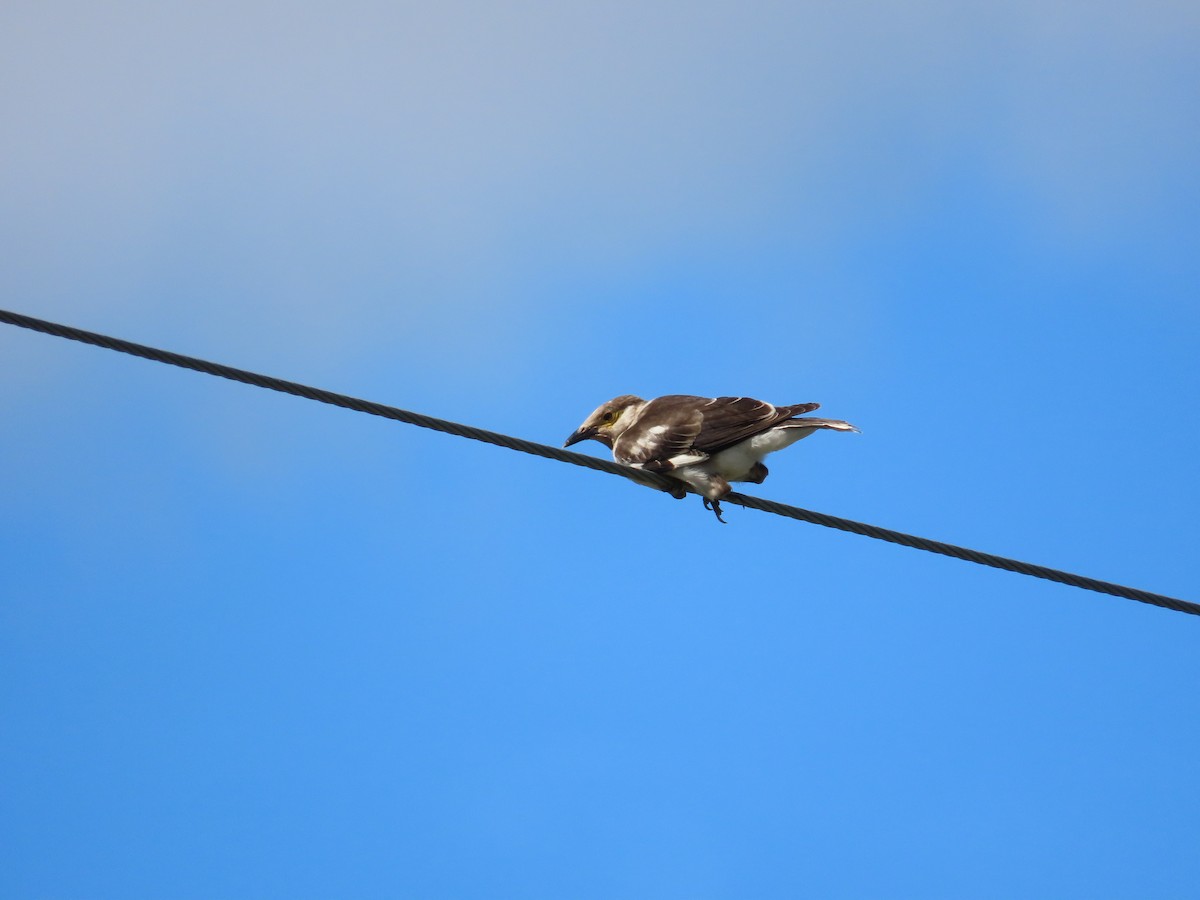 Black-collared Starling - ML642328692
