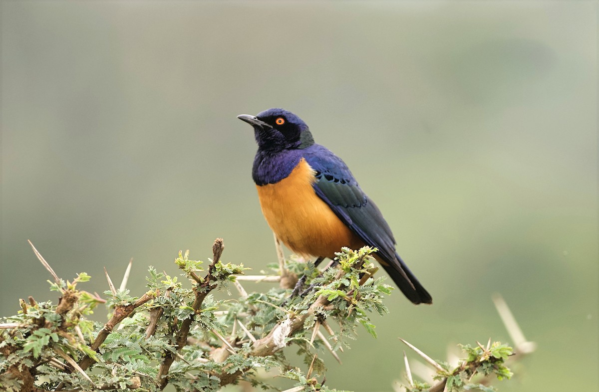 Hildebrandt's Starling - ML642328772