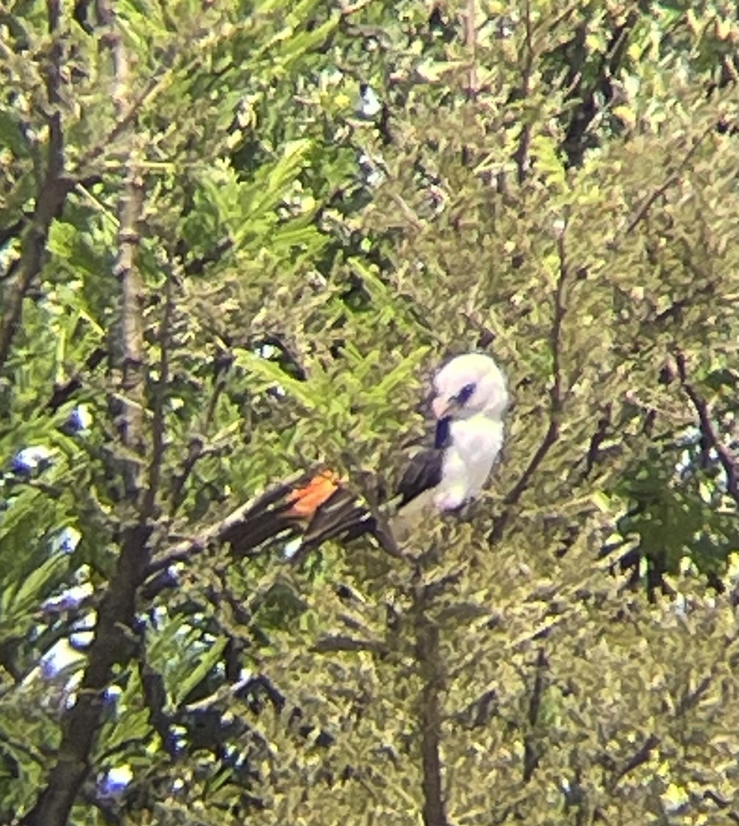 White-headed Buffalo-Weaver - ML642328803