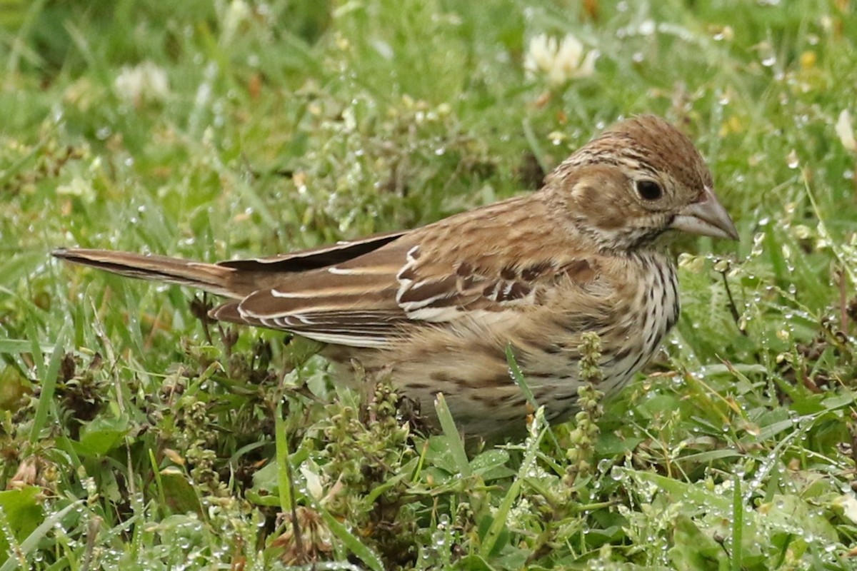 Lark Bunting - ML642328839