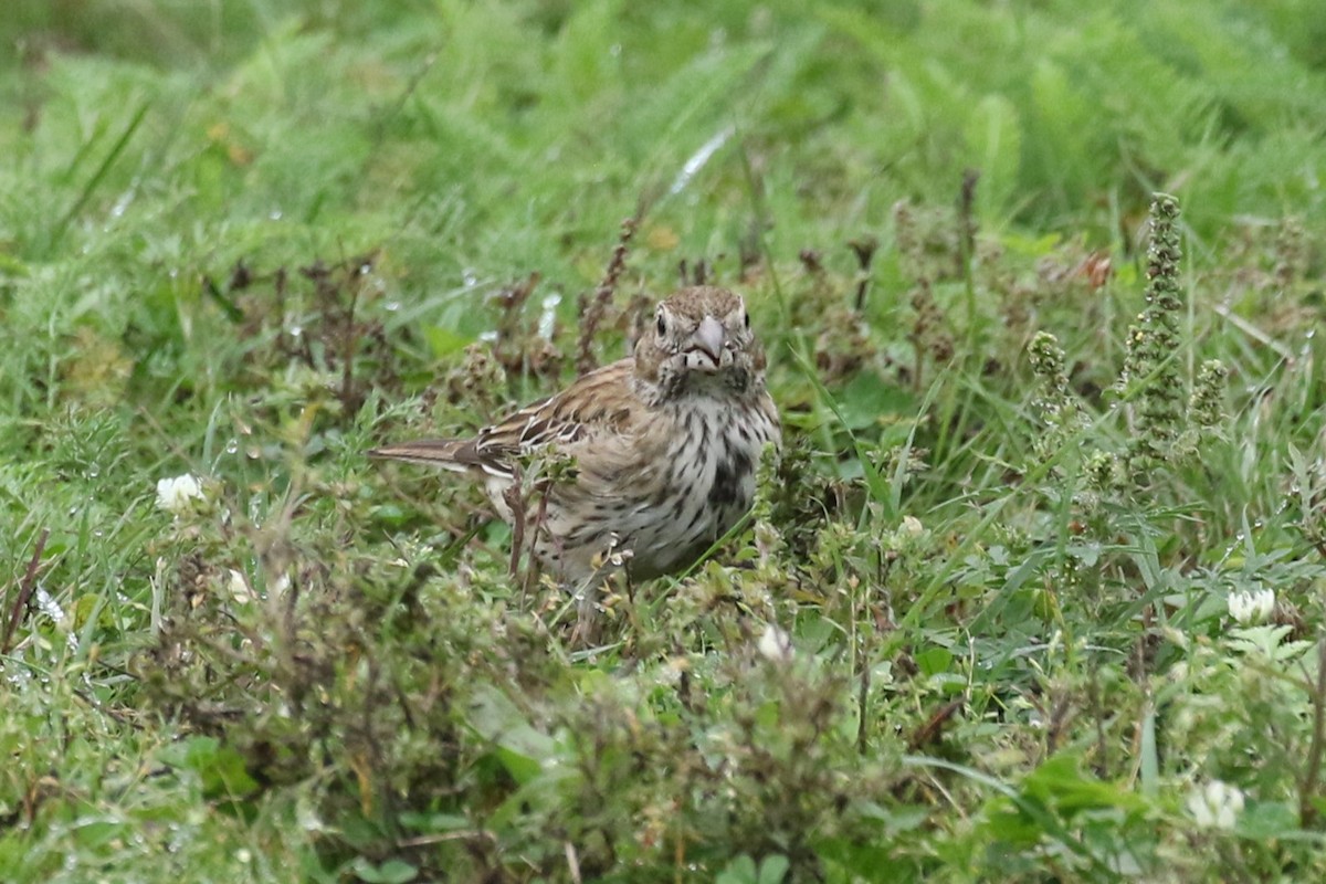 Lark Bunting - ML642328840