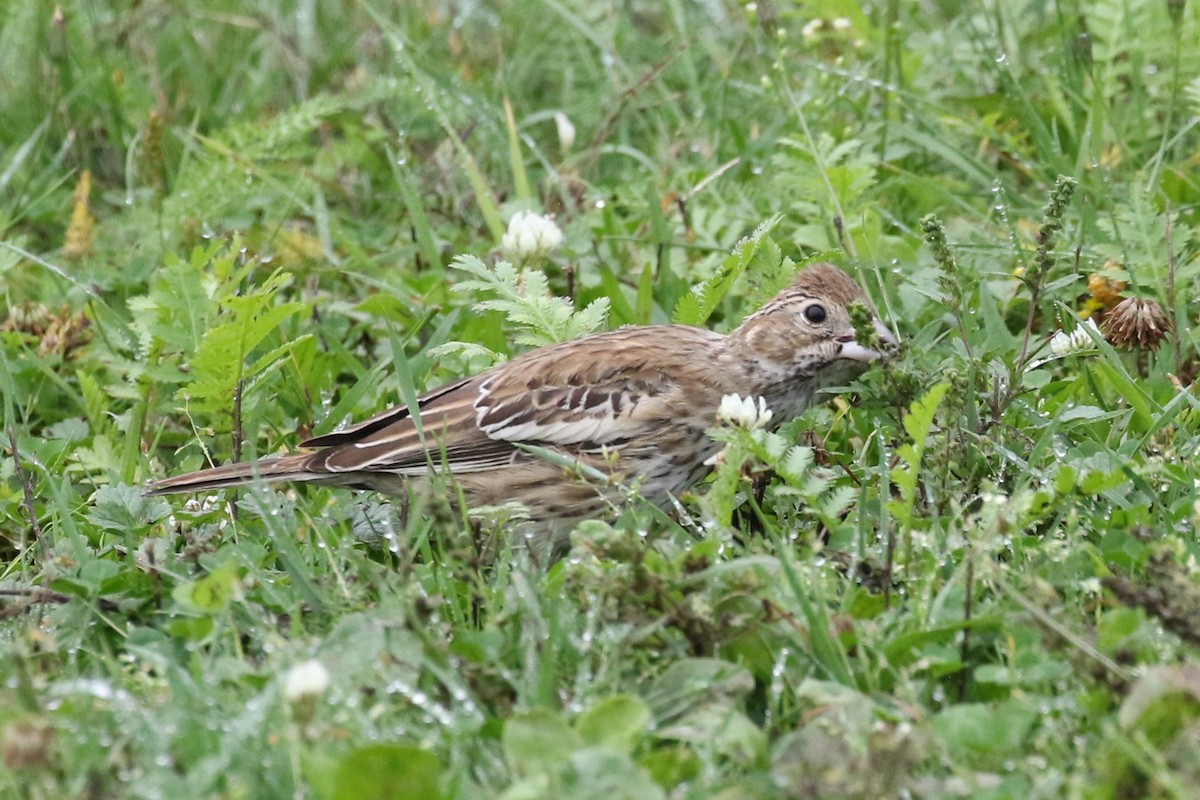 Lark Bunting - ML642328841