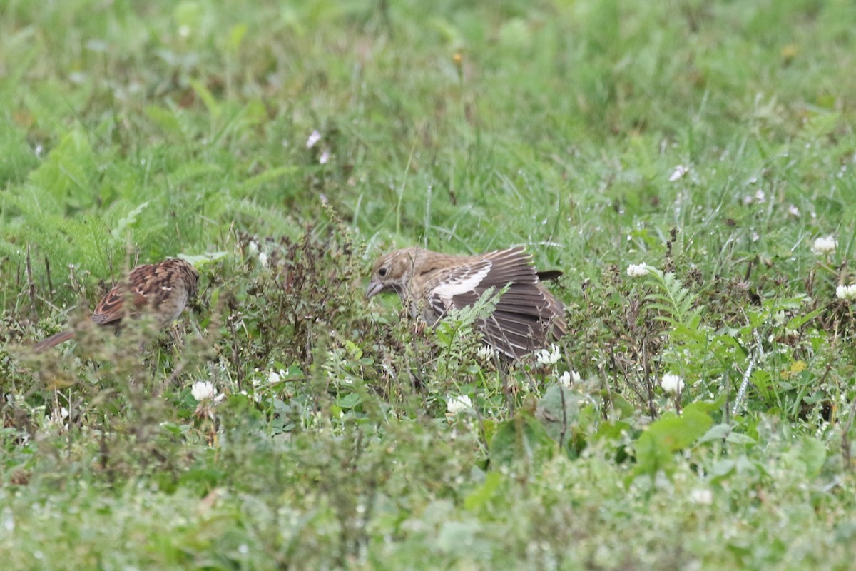 Lark Bunting - ML642328842