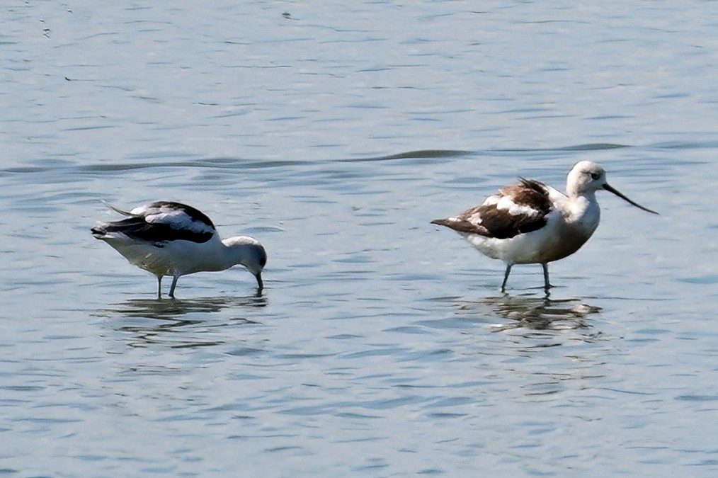 American Avocet - ML642328868