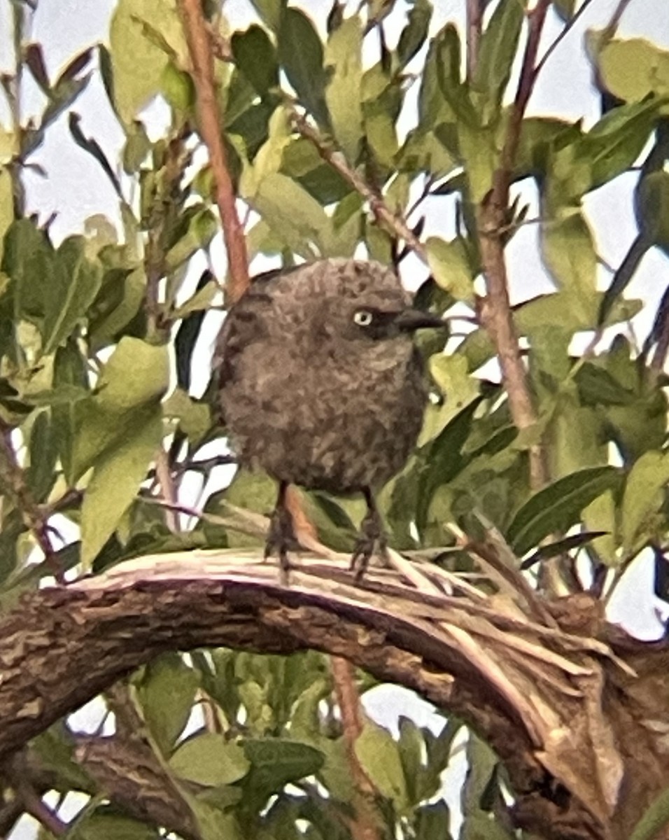 Black-lored Babbler - ML642328871