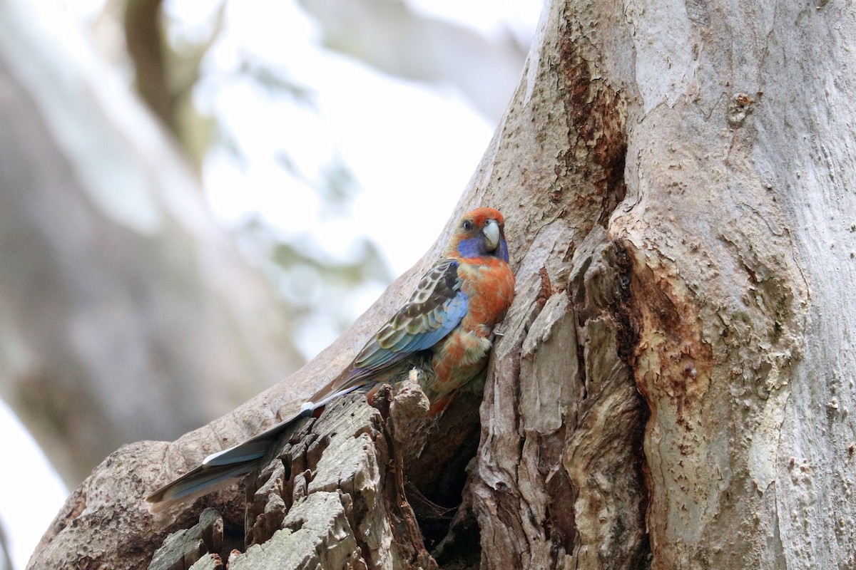 Crimson Rosella - ML642328976