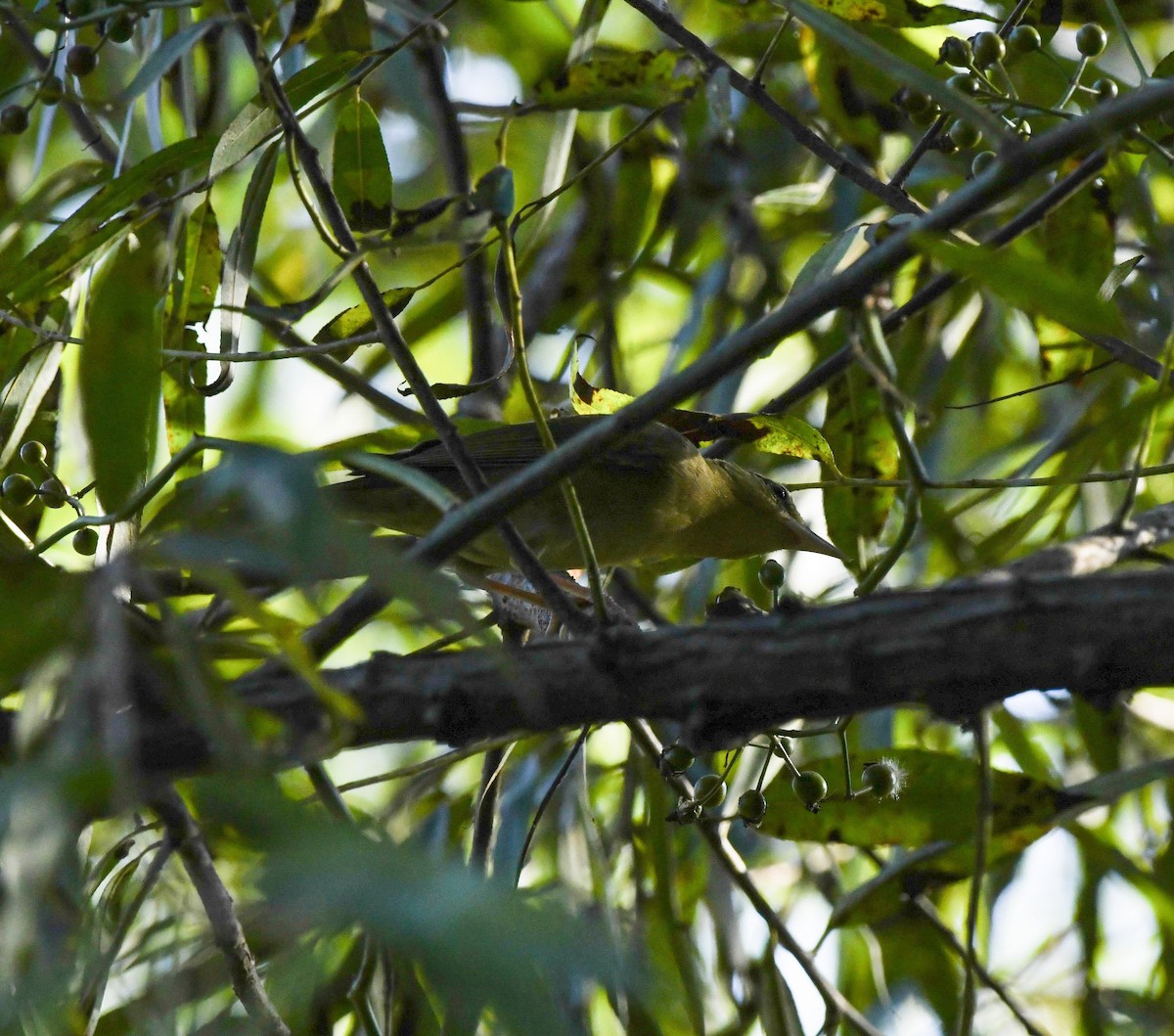 Worm-eating Warbler - ML642328984