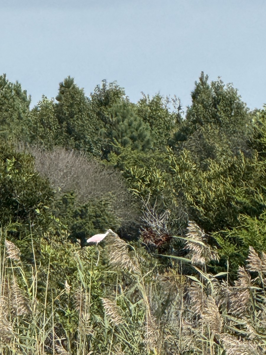 Roseate Spoonbill - ML642328987